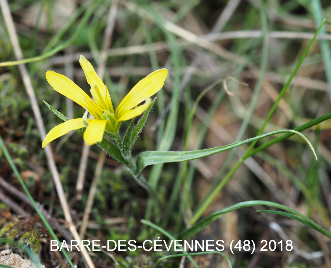 Star-of-Behlehem, Early flower